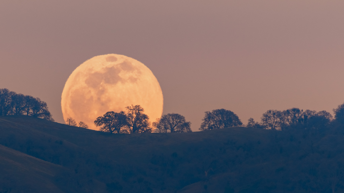 A Full Moon rises over a hilltop dotted with silhouettes of leafless trees, set against a soft, warm-toned sky. 