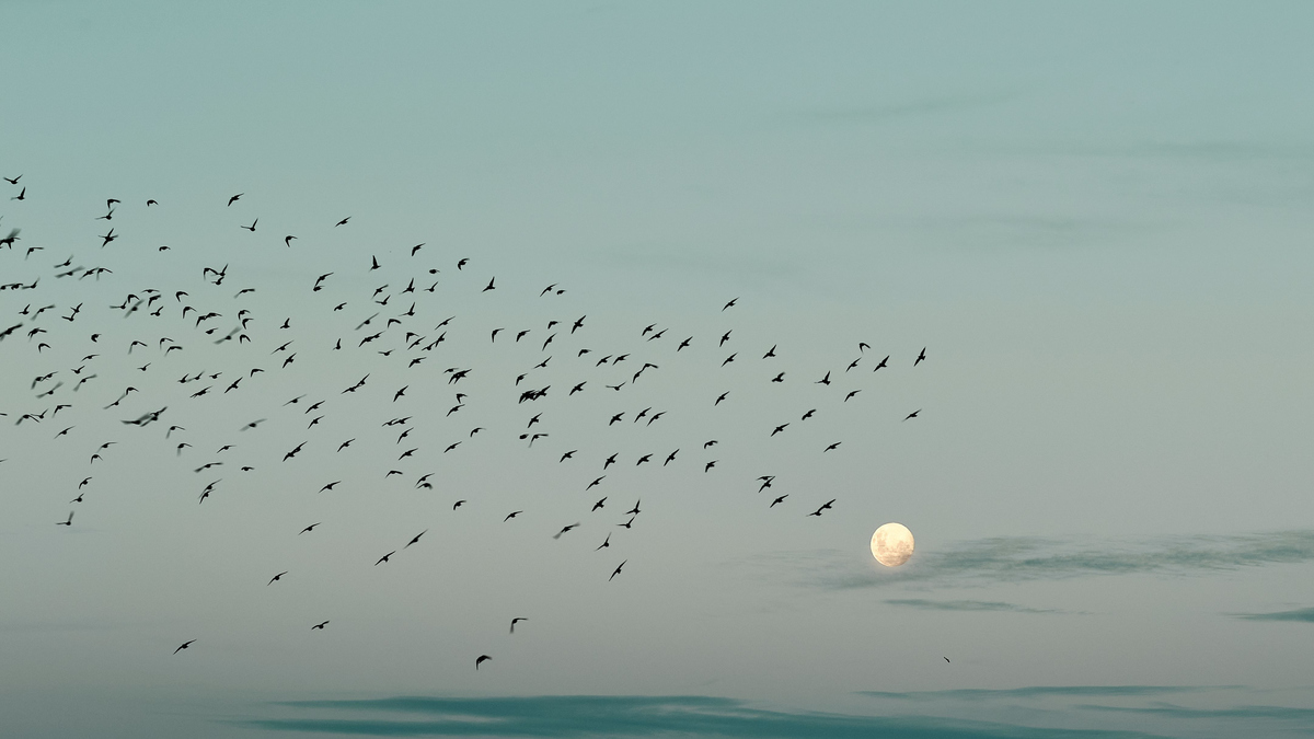 A big flock of birds flying towards the Full Moon in a lightly clouded blue-green sky.