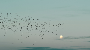 A big flock of birds flying towards the Full Moon in a lightly clouded blue-green sky.