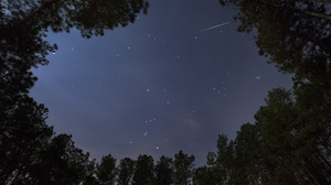 Shooting stars streak across the starry night sky in the forest. 