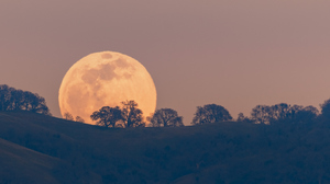 A Full Moon rises over a hilltop dotted with silhouettes of leafless trees, set against a soft, warm-toned sky. 