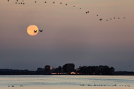 Full moon at dawn over an island with buildings lit up by the rising sun in a lake. Flying geese are silhouetted against the ombre sky.