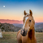 Inquisitive Palomino horse with a white blaze standing in a field at sunset. The mountains and sky glow red from the setting sun.