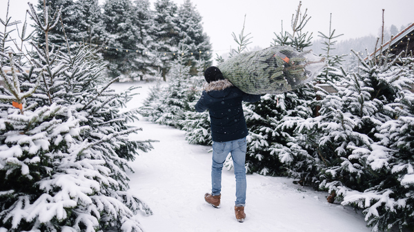 A man carries a freshly wrapped Christmas tree on his shoulder through a snowy tree farm surrounded by snow-covered evergreens.